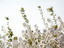 Parterre is the first UK fragrance brand built from seed to bottle – or from botanic gardens to distillery – all within a short walk of each other. Founders David and Julia Bridger explain how they grew their own scent farm, from the roots up…