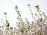 Parterre is the first UK fragrance brand built from seed to bottle – or from botanic gardens to distillery – all within a short walk of each other. Founders David and Julia Bridger explain how they grew their own scent farm, from the roots up…