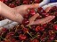 Bumper cherry season stems from lower prices