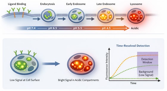Seeing what matters: how pH-responsive internalisation assays are ...