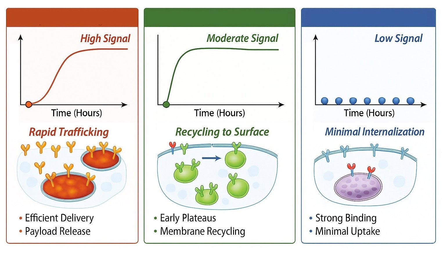 Target Internalization Rate Seeing what matters: how pH-responsive internalisation assays are ...
