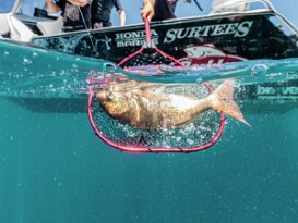 WHY RELEASING OUR BIG SNAPPER IS IMPORTANT