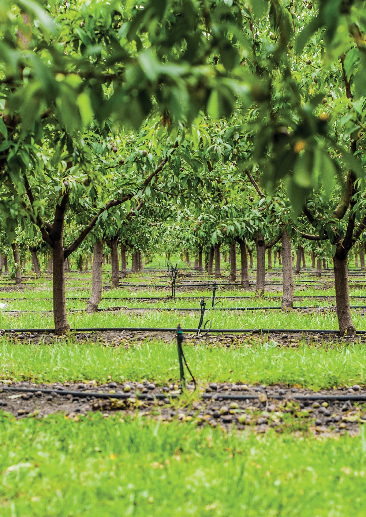 Integrated pest management strategy