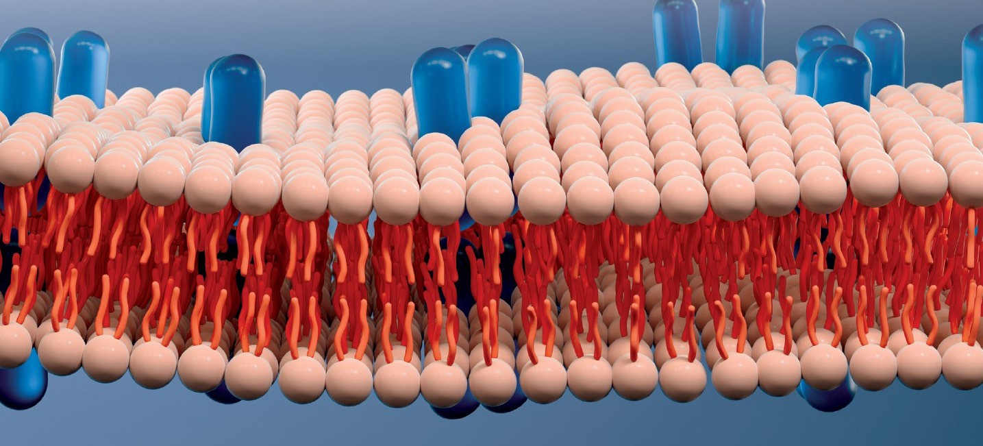 Metabolomics and Lipidomics Research Accelerated by Trapped Ion Mass ...