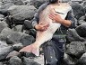 TROPHY SNAPPER OFF THE SHORE