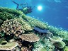GREAT BARRIER REEF: BEST CORAL COVER IN 36 YEARS