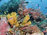 Wakatobi - An Experience Without Equal