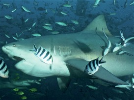 Bahamas Snorkeller Killed by Bull Shark