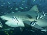 Bahamas Snorkeller Killed by Bull Shark
