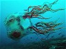 Rare Underwater Sightings in Pacific