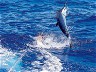 TROLLING FOR STRIPED MARLIN