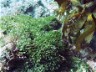 NEW RULES TO STOP SEAWEED SPREADING