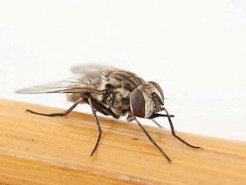 Perfect season to diminish stable fly breeding sites