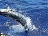 EXPORT HOW TO CATCH STRIPED MARLIN