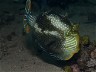 Unique The Fishes Australian Marine Life