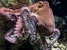 Asbo Octopus Caught In The Act