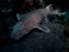 Unique Australian Marine Life Colclough’s Shark