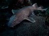 Unique Australian Marine Life Colclough’s Shark
