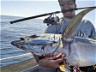 Topwater Yellowfin Caught In Bay Of Plenty