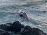 Fin Whale Washes Up On Cornish Beach