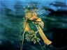 Leafy Seadragon Photos Win Top Awards