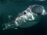 Whalesharks Of Djibouti