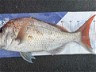 Export Comp: Kiwis Catching Despite Weather