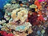 Wakatobi