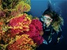 Top 5 Reasons Divers Call Dan