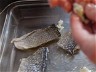 Nose to Tail Recipes: FISH SKIN