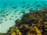 STRONG REEF PROTECTION A UNITED FRONT