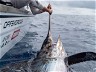 Gamefishing: THE THRILL OF THE BILL