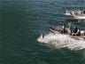 KINGFISHER 450 POWERCAT