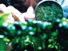 TheDangers and Risks of GMOs (Genetically Modified Organisms)