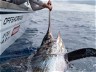 SWORDFISH DEEP DROP RULE CLARIFIED