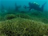PROTECTING OUR WATERS: STOP THE SPREAD OF EXOTIC CAULERPA