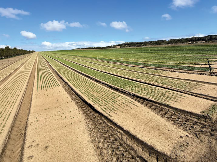 Aerial view of long rows of crops stretching toward the horizon under a blue sky