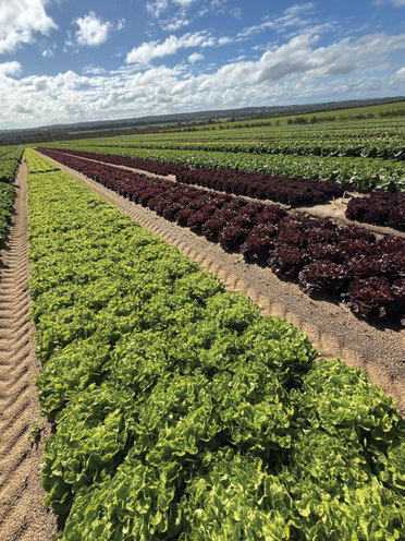 Field of leafy green vegetables under a blue sky