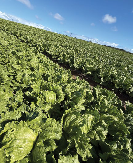 Rows of red and green lettuce in a field with a farm track