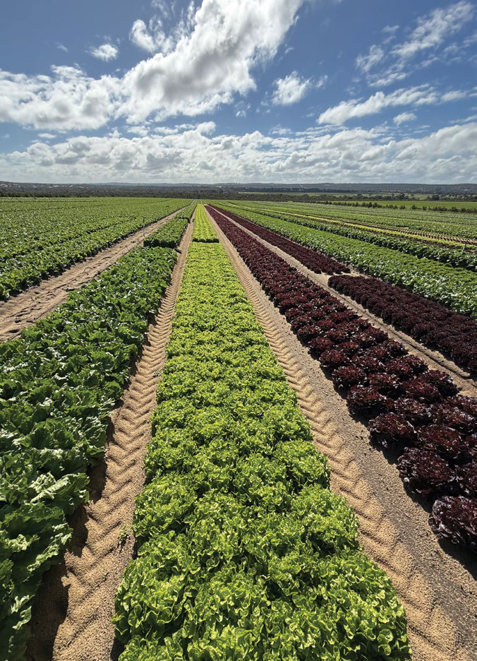 Rows of leafy greens and red lettuce in an irrigated field at Brookrise Fresh Produce