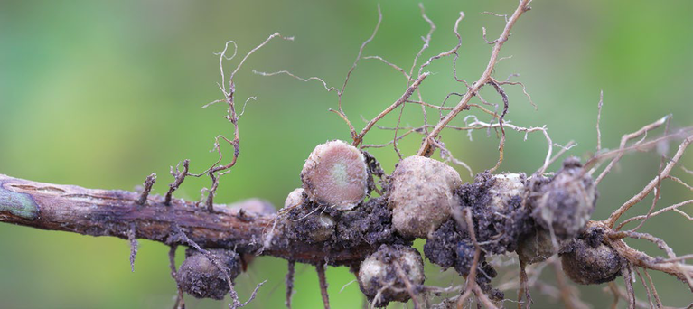 Nematode-infested root close-up on green background