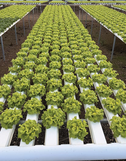 Mature lettuce growing across raised outdoor hydroponic channels