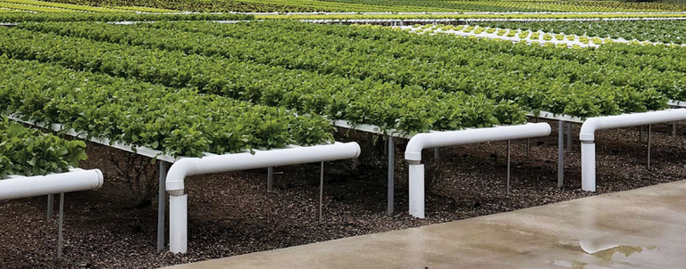 Lettuce growing across raised outdoor hydroponic benches