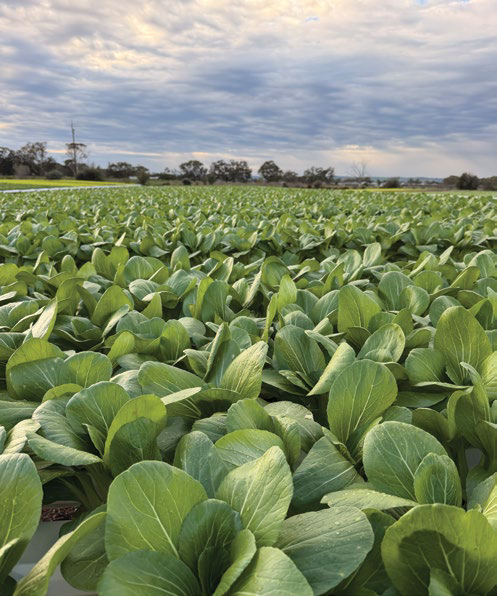 Cabbage field with cloudy sky