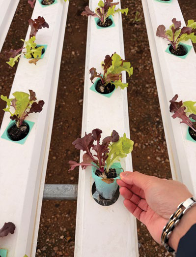 Young lettuce plants established in temporary support pots
