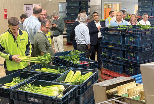 Portuguese delegation viewing packed celery crates at a farm shed