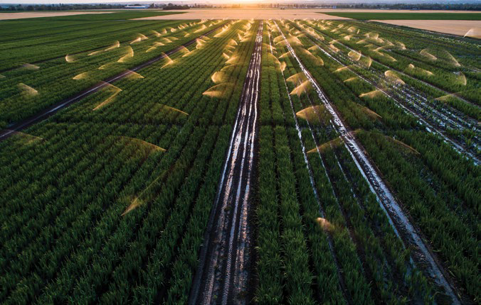 Irrigation sprinklers watering rows of crops at sunrise