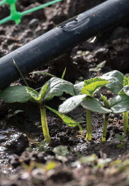 Young irrigated seedlings growing in soil with drip line