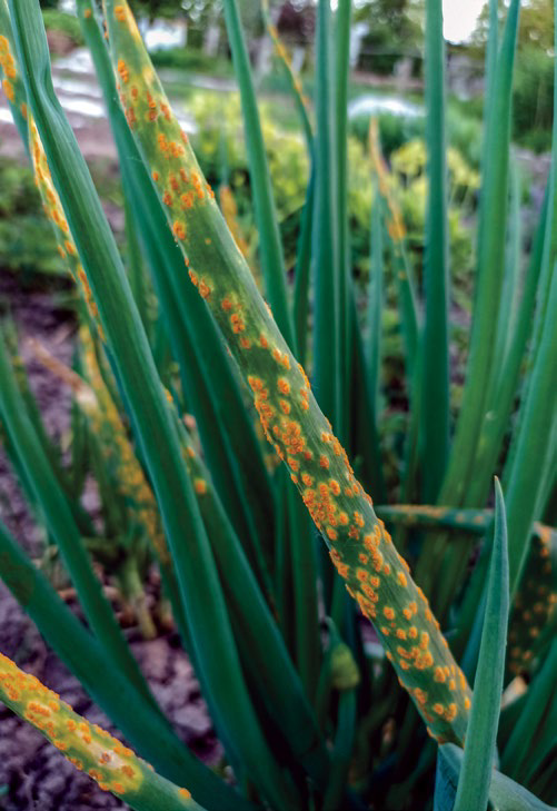 Allium plants growing in soil near a home garden