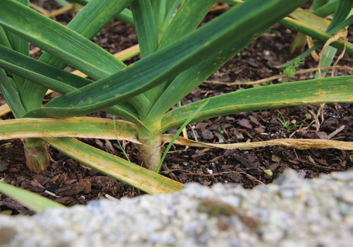 Close-up of allium leaves heavily infected with orange rust pustules